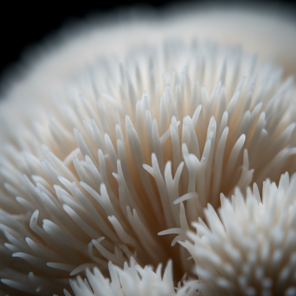 Nirae Wellness Lab, Neuro Lions Mane inspirational visual, European premium vegan & natural supplements, Science-Proven, Nature-Rooted, Lab-Crafted, crafted with science & nature.